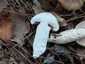 Barnanyálkás csigagomba (Hygrophorus latitabundus), Balaton-felvidék